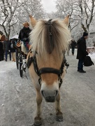 10th Dec 2016 - Swedish Horse at Skansen