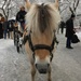 Swedish Horse at Skansen by clay88