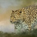 Amur Leopard by shepherdmanswife