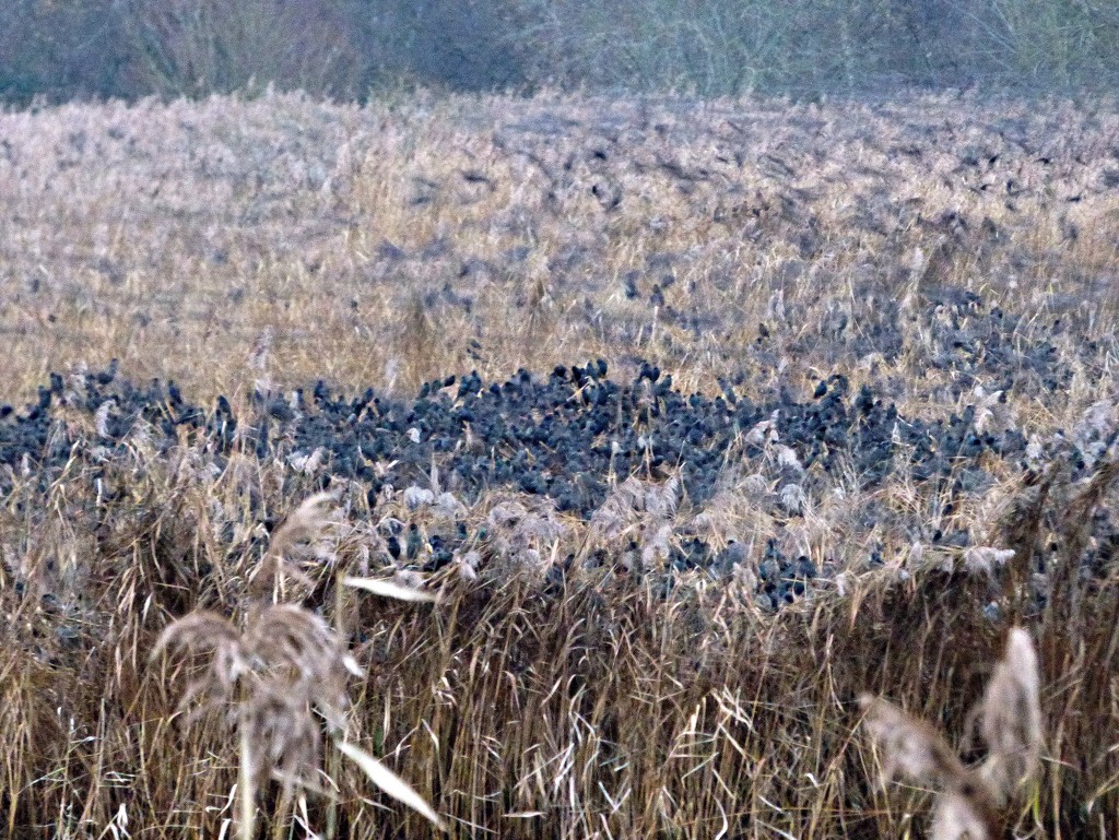 Overcrowding in the reedbeds by julienne1