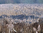 14th Dec 2016 - Overcrowding in the reedbeds
