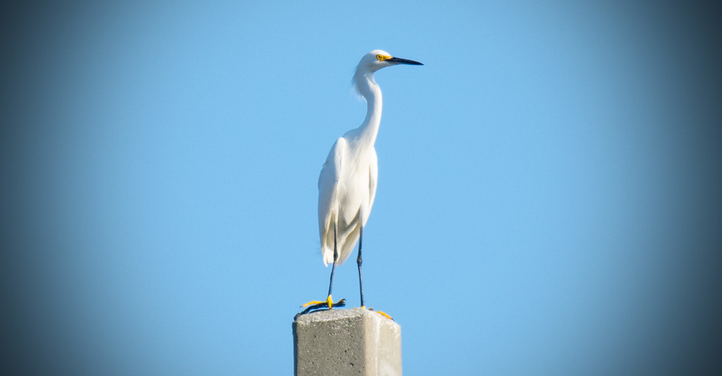 Snowy Egret on the Llight Pole! by rickster549