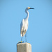 Snowy Egret on the Llight Pole! by rickster549