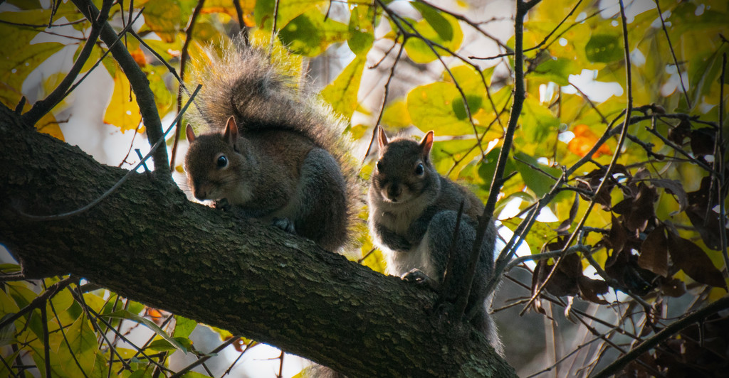 Squirrels on the Limb! by rickster549