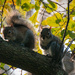 Squirrels on the Limb! by rickster549