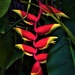 Heliconia  Lobster Claw ~ by happysnaps