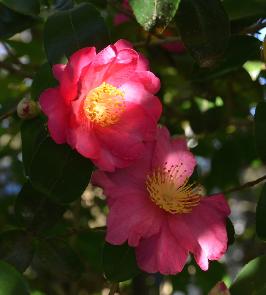 Camellia in sunlight by congaree