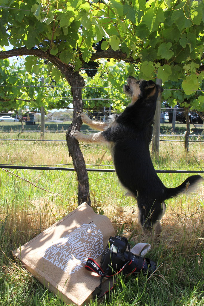 our vineyard assistant by gilbertwood
