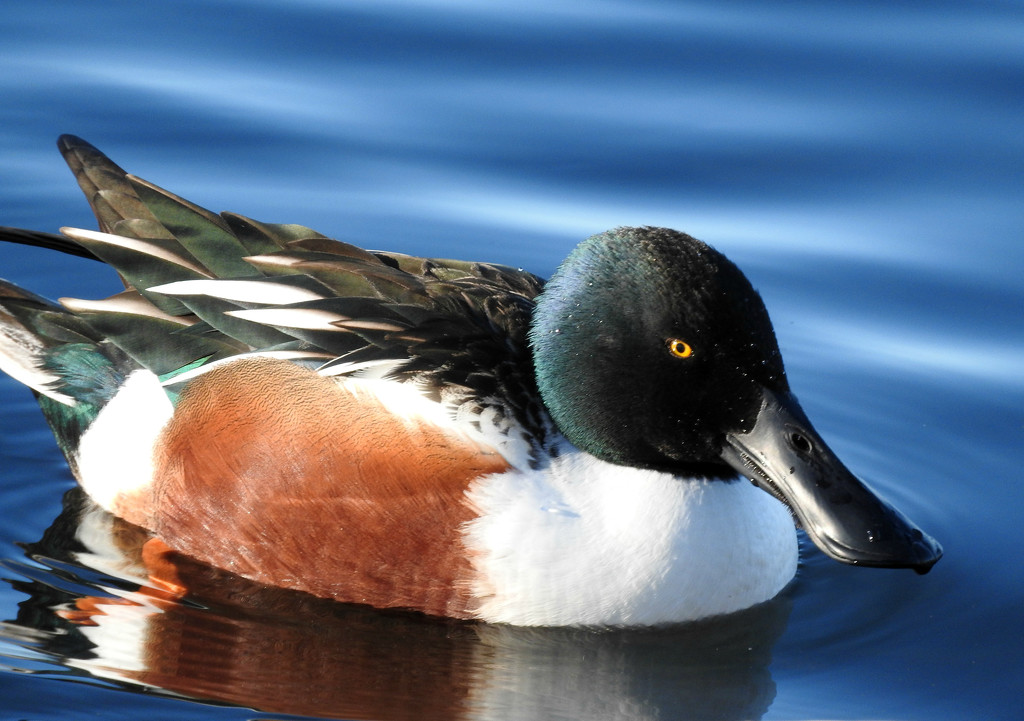 Northern Shoveler by seattlite