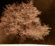 15th Dec 2016 - Tree at night while snowing