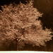 Tree at night while snowing by mittens