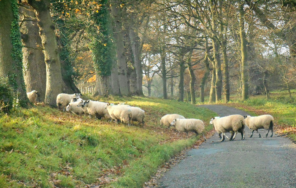 Sheep crossing .... by snowy