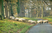 9th Dec 2016 - Sheep crossing ....