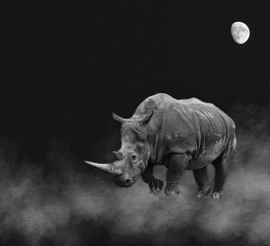 Rhino Dream by jgpittenger
