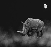 15th Dec 2016 - Rhino Dream