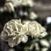 15th Dec 2016 - Carnations