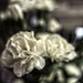 Carnations by frequentframes