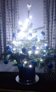15th Dec 2016 - Christmas tree