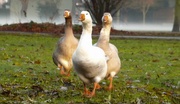 15th Dec 2016 - Advent Day Fifteen: The geese are getting fat