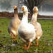 Advent Day Fifteen: The geese are getting fat by helenhall