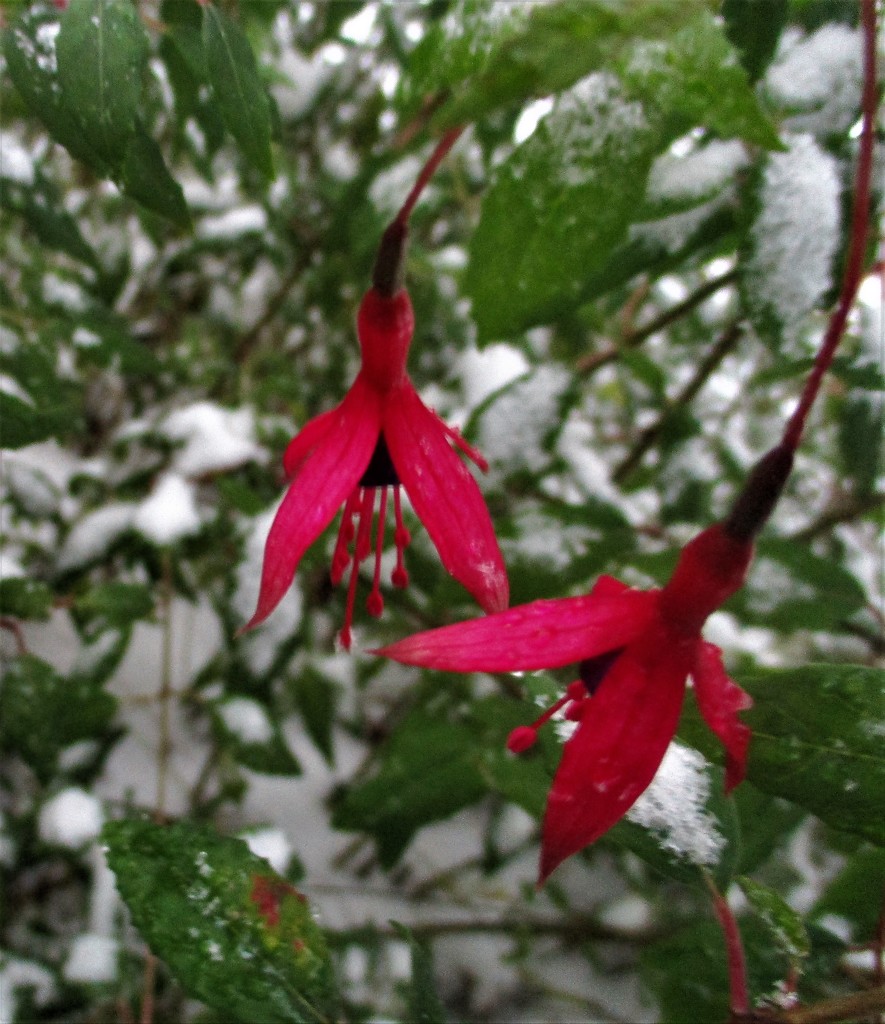 Fuchsia in the Snow by granagringa