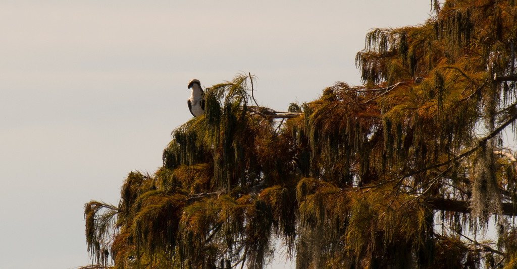 Shy Osprey! by rickster549