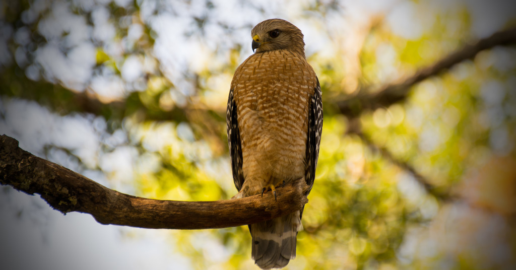 My Friend, the Red Shouldered Hawk! by rickster549