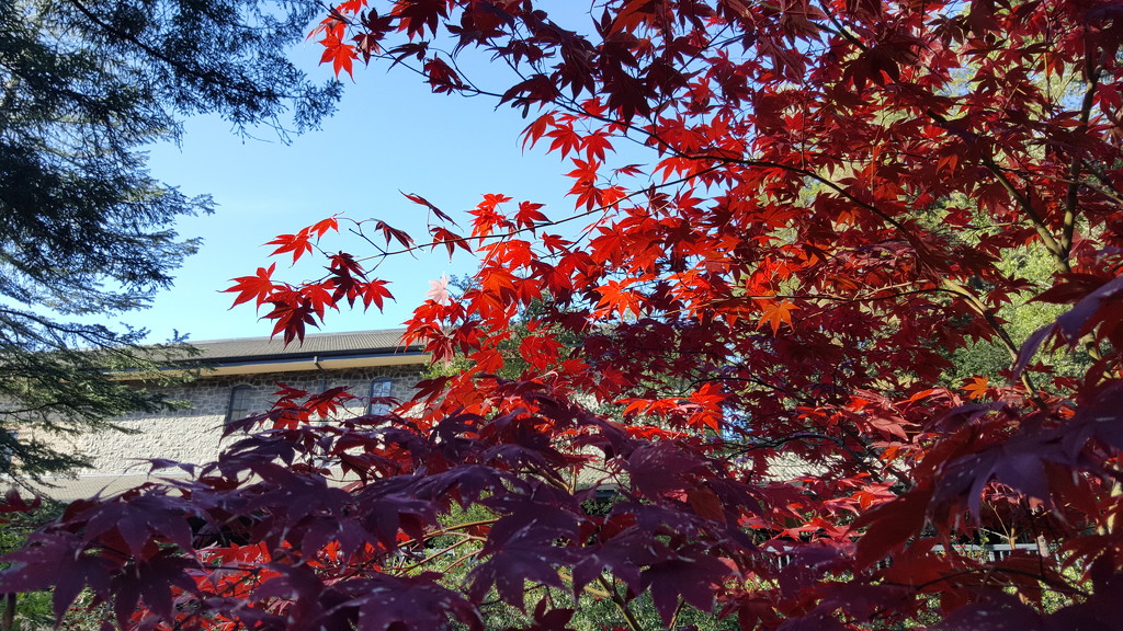 Red Japanese Maple by mariaostrowski
