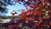 9th Dec 2016 - Red Japanese Maple