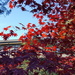 Red Japanese Maple by mariaostrowski