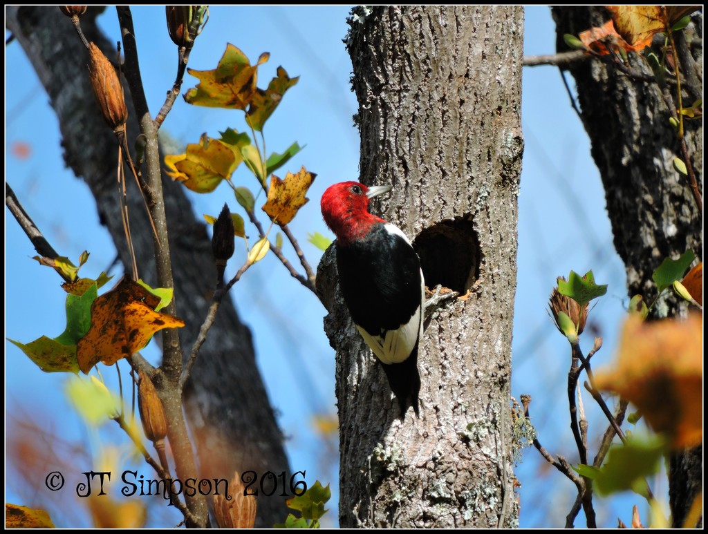 Alabama Red-Headed Woodpecker by soylentgreenpics