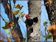 24th Nov 2016 - Alabama Red-Headed Woodpecker