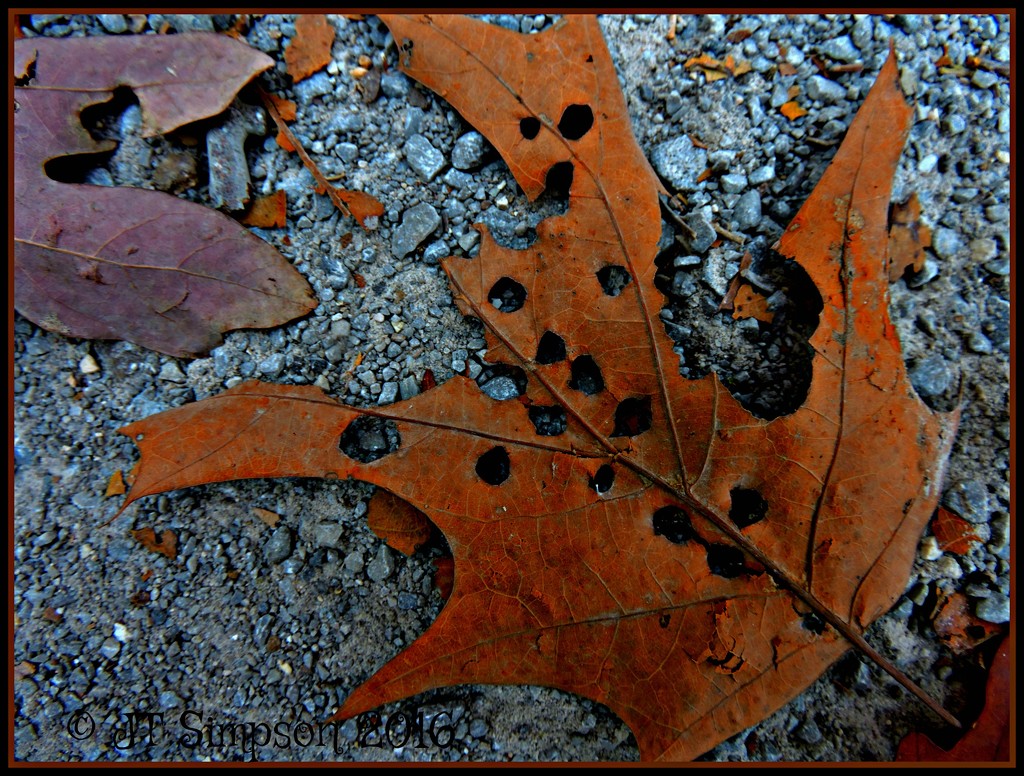 Holy Leaf by soylentgreenpics
