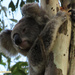 those ears by koalagardens
