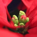 Heart of the Poinsettia by phil_sandford