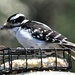 Hairy woodpecker sticking out his tongue. by sailingmusic