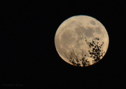 13th Dec 2016 - Branches Against Supermoon