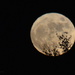 Branches Against Supermoon by kareenking