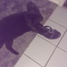 Cats and Shoes by mozette