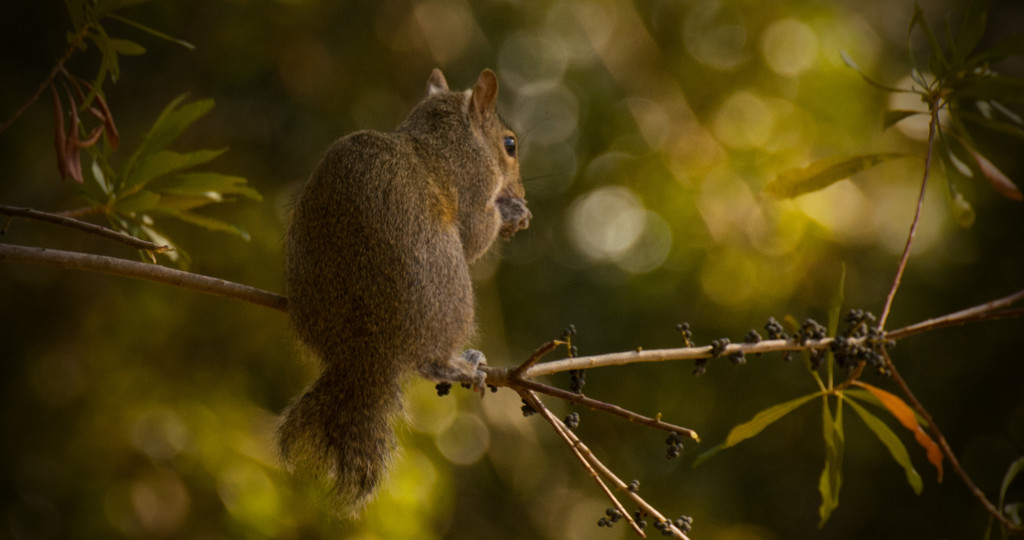 Bob-Tail Squirrel! by rickster549