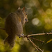 Bob-Tail Squirrel! by rickster549