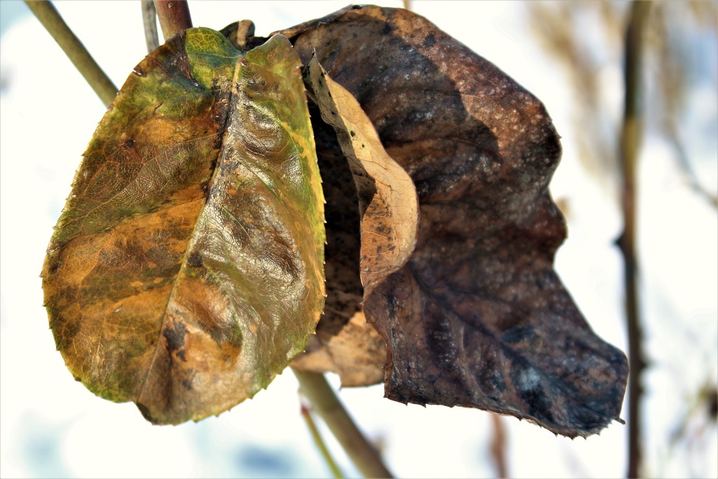 Winter Leaves by granagringa