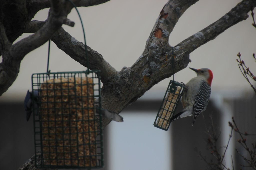 Red-bellied Woodpecker and Bluejay Breakfast Time by bjchipman