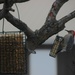 Red-bellied Woodpecker and Bluejay Breakfast Time by bjchipman