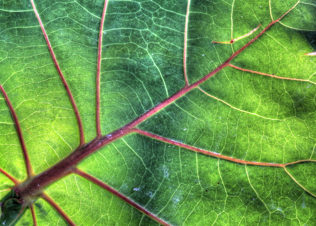 Palm Tree Leaf Veins  by pdulis
