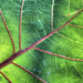 Palm Tree Leaf Veins  by pdulis