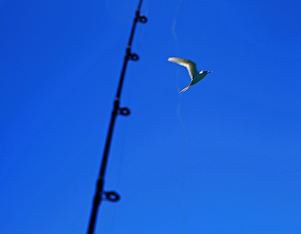Fishing for Terns by kiwinanna