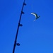 Fishing for Terns by kiwinanna