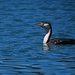 Cormorant in between dives by kiwinanna