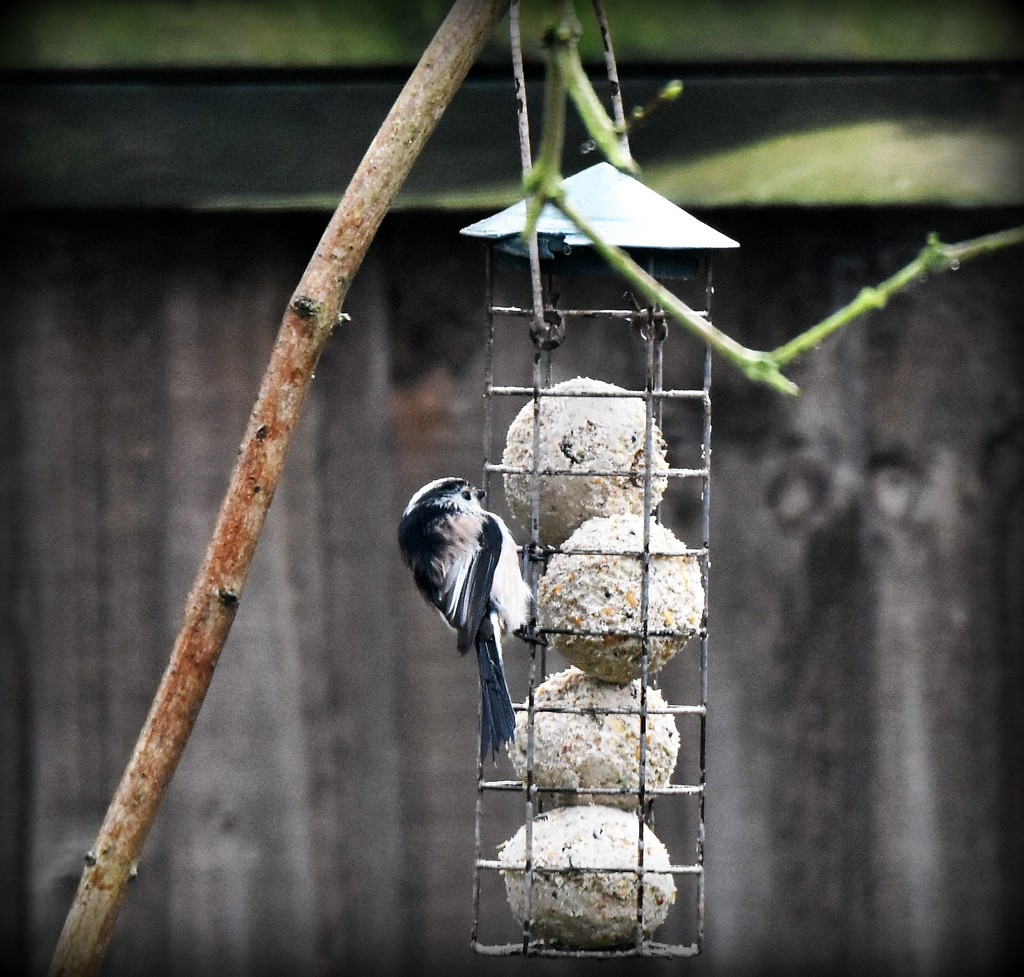 Long tailed tit by rosiekind